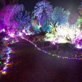 Enchanted Illumination