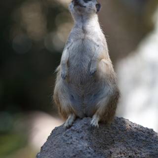 Meerkat on the Rock
