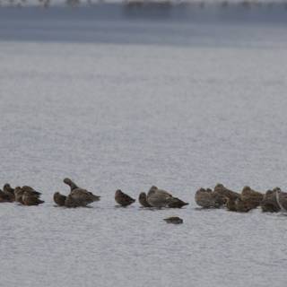Tranquil Gathering at San Pablo Bay
