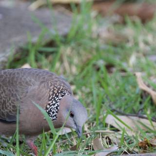 Serenity in the Grass: The Spotted Dove