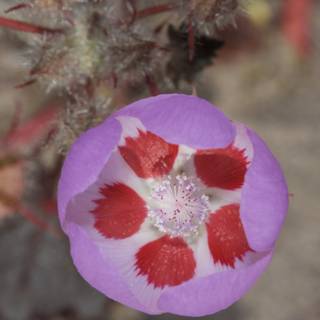 Radiant Geranium Flower