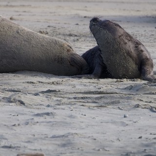 Northern Elephant Seal Pup with Mother at Drakes Beach