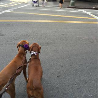Canine Companions on a Los Angeles Stroll