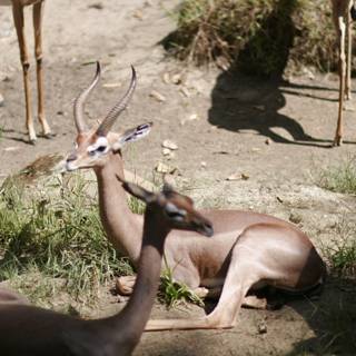 Impala and Antelopes Grazing