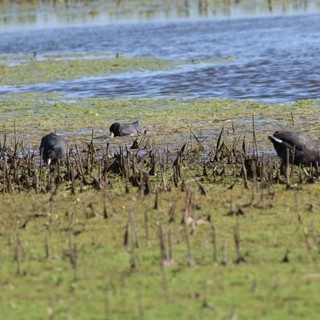 American Coots Foraging in Shallow Wetland Waters