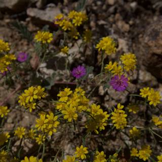 Sunny Blooms in the Arid Wilderness