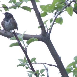 Serene Perch in Spring