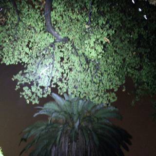 Illuminated Tree in Altadena