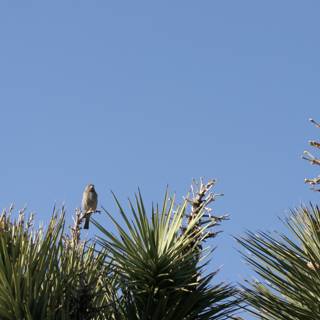 Serene Bird on Tree Branch with Blue Sky