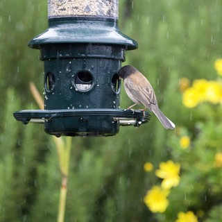 Bird Feeding in the Rain at Garden Feeder