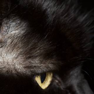 Into the Soul of a Black Cat