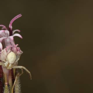Garden Spider on Desert Flower