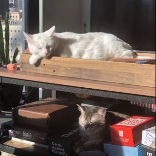 Feline Relaxation on a Wooden Shelf