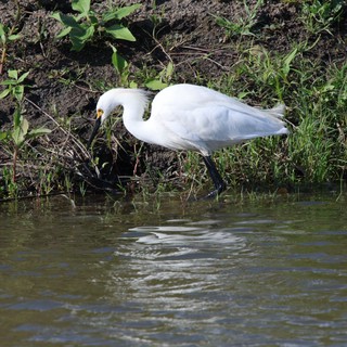 Great Egret Foraging Along Muddy Wetland Shore