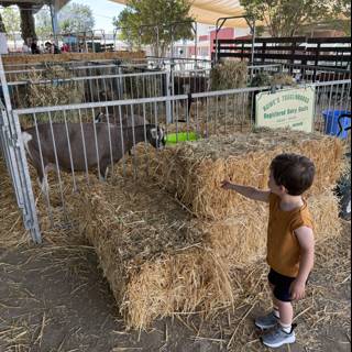 Curious Encounters at the Goat Pen