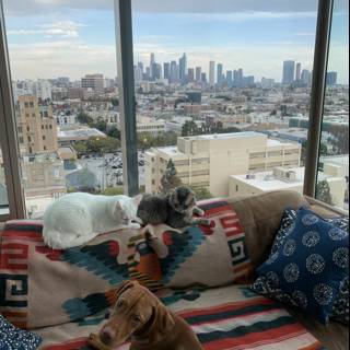 City Pups Relaxing