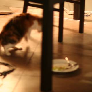 Feline Dining Room Watchdog