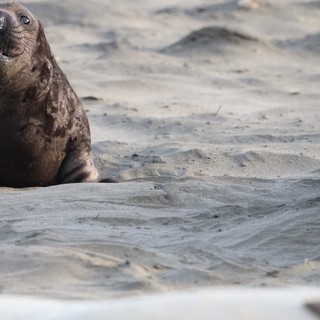 Young Elephant Seal Pup Vocalizing on Beach