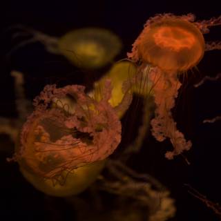 Illuminated Jellyfish in the Abyss