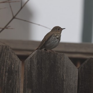 Hermit Thrush Perched on Weathered Wooden Fence