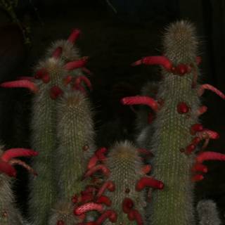Vibrant Cactus Bloom