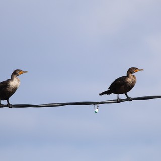 Two Juvenile Cormorants Perched on Wire at Dusk