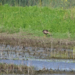 wildlife area