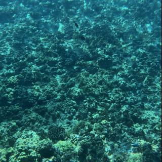 Vibrant Underwater World in Hawaii's Alalakeiki Channel