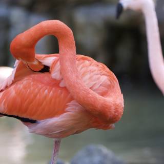 Flamingo in its Natural Habitat