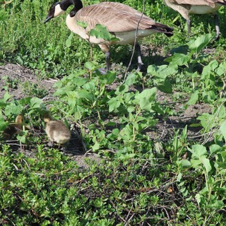 Canada Goose Family Foraging in Wetland Vegetation