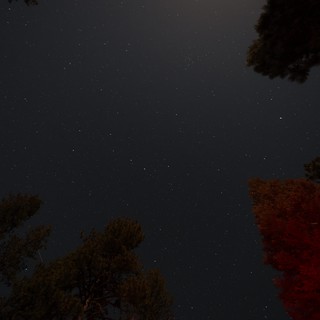 Starlit Sky Over Mount Lassen's Ancient Pines
