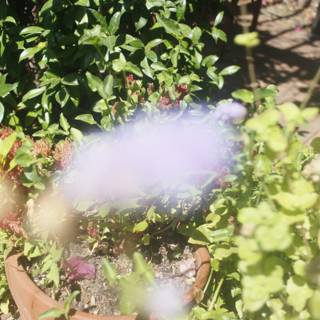 Purple Geranium in a Pot
