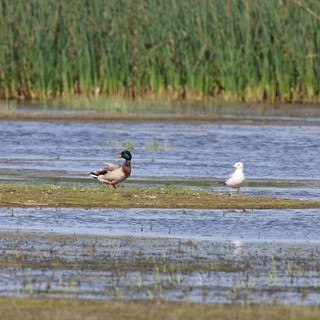 Shelduck and Gull Resting in Flooded Wetland