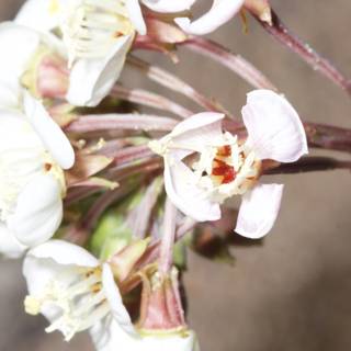 White Flower with Vibrant Center