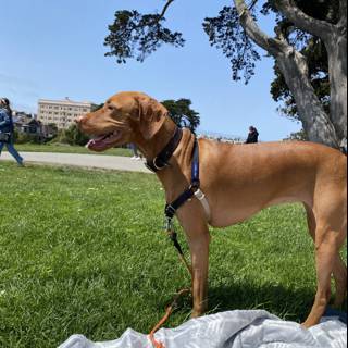 Canine in the Park