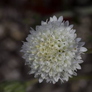 Delicate White Chrysanthemum