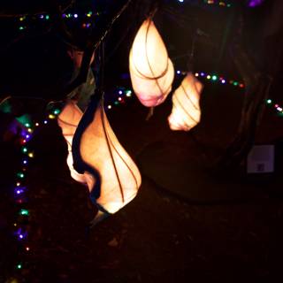 Illuminated Enchantment