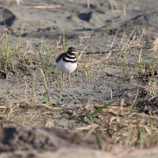 Killdeer Shorebird on Muddy Beach Terrain
