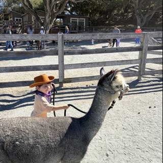 Llama Adventures in Carmel Valley