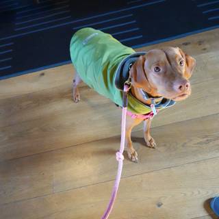 Stylish Dog Accessorizing with a Green Jacket and Matching Leash