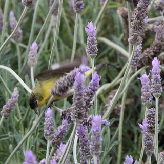Lesser Goldfinch Feeding on Lavender Blossoms