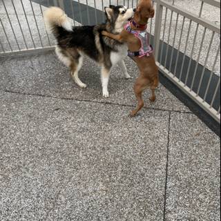 Best Friends at Play