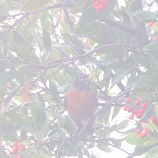 American Robin Perched Among Berry-Laden Branches in Misty Light