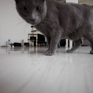 Cat on Hardwood Flooring