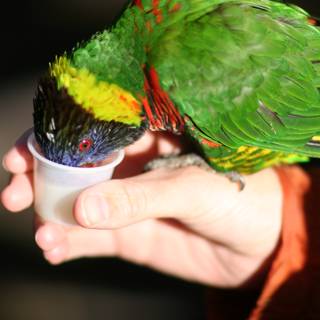 Bird sips from a cup