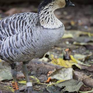 Autumn Majesty: Nene Goose at Honolulu Zoo