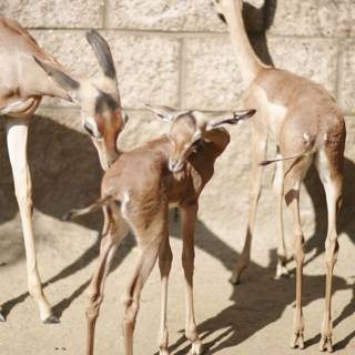 Adorable Baby Gazelle at the Zoo