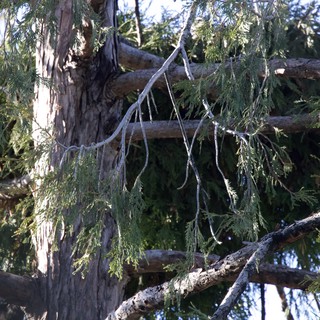 Ancient Cedar Branches with Icicles in Winter