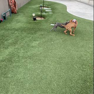 Canine Joy on Artificial Grass