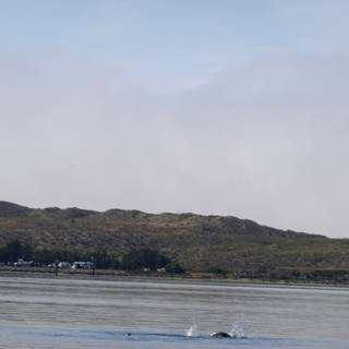 Stunning Scenery: Whale Sighting at Promontory